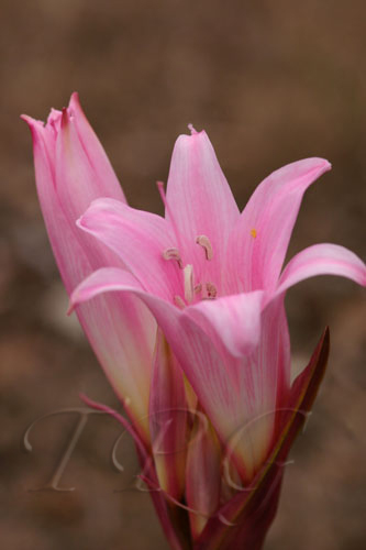 Flora 2