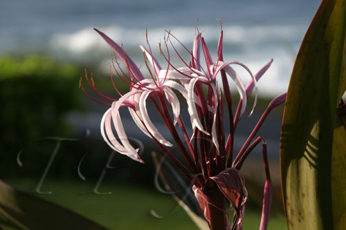 Flora 5