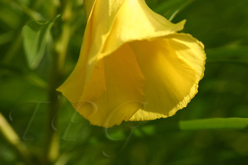 Flora 7