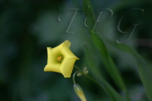 Flora 8