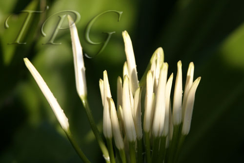 Flora 11