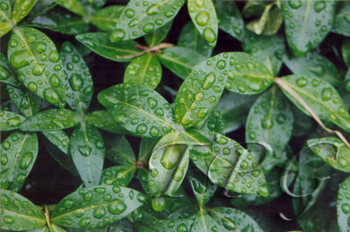 Flora 13