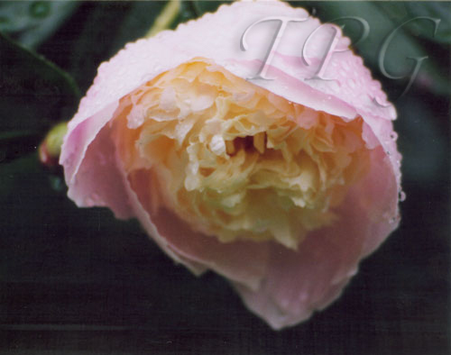 Flora 15
