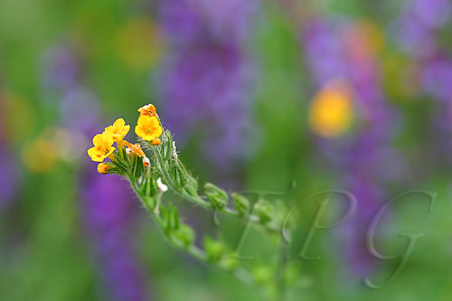 Flora 18
